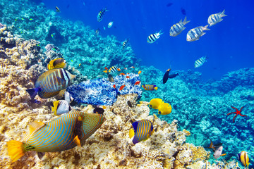 Wall Mural - Underwater world with corals and tropical fish.