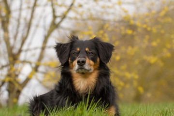 Poster - Ein Hund liegt in der Wiese und guckt aufmerksam