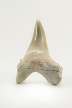 Fossil Shark Tooth Isolated On A White Background