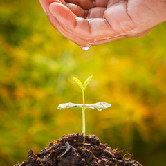 Poster - Hand watering seedlings