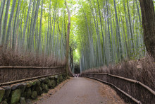 Arashiyama Bamboo Path, Japan