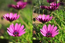 Photos Of Purple Flowers Shot With Different Apertures