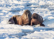 Couple of walruses on the ice - Arctic, Spitsbergen