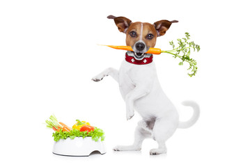 Wall Mural - hungry dog with healthy bowl