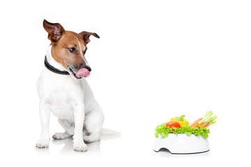 Wall Mural - hungry dog with healthy bowl