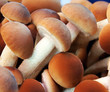 Fresh mushrooms at Valencian market