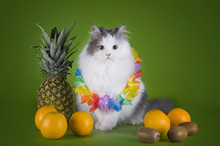 Fluffy Cat And Fruits Isolated On A Green Background