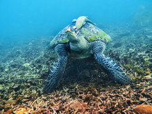 Huge Sea Turtle