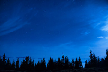 Forest of pine trees under blue dark night sky