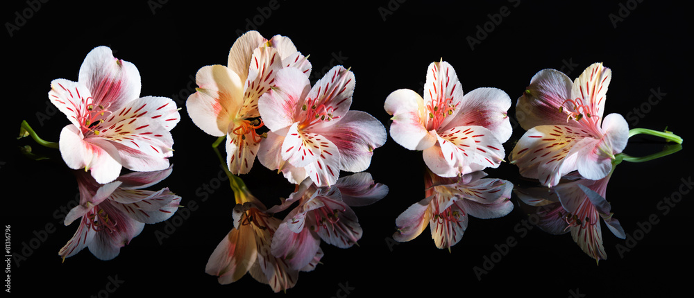 Alstroemeria. Beautiful flowers with reflection - obrazy, fototapety, plakaty 