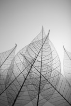 Skeleton Leaves On Grey Background, Close Up