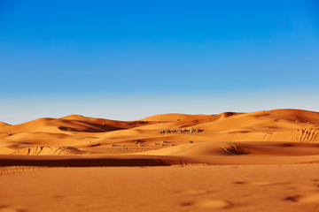  Camel caravan in Sahara desert