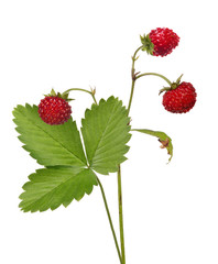 Wall Mural - three dark red wild strawberries and green leaf