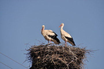 Storks