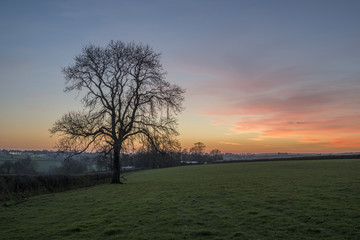 Wall Mural - sunset with tree and pink sky, cornwall, uk
