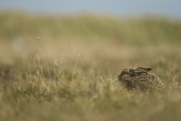 Wall Mural - Lepus europaeus - European brown hare