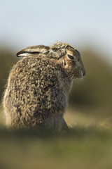 Wall Mural - Lepus europaeus - European brown hare