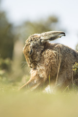 Wall Mural - Lepus europaeus - European brown hare