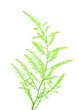 fresh green asparagus fern on white background