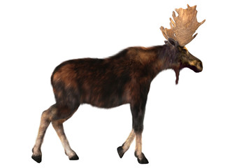 male moose