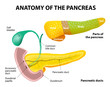 Pancreas Anatomy. labeled