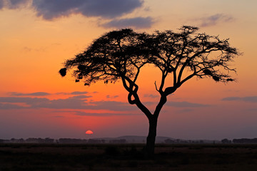 Wall Mural - Sunset with silhouetted tree, Amboseli National Park