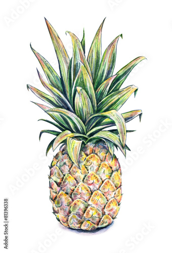 Tapeta ścienna na wymiar Ananas na białym tle - akwarelowa ilustracja