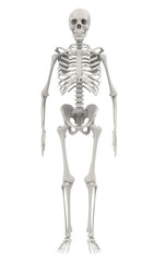human skeleton isolated on white background