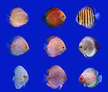 Combined Discus Fish, Nine Kinds Of Discus Fish On Blue Backgrou
