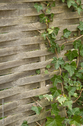 Fototapeta na drzwi i meble fence with vines