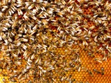 Fototapeta Miasta - Bees inside the hive