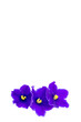 beautiful violet on white background with space for your text or