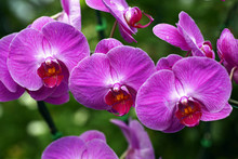 Wild Orchid In Thailand
