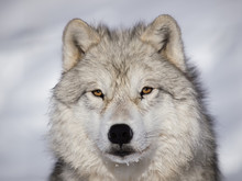 Alpha Male Arctic Wolf Watching In Snow