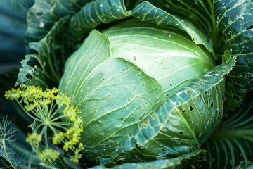 Canvas Print - cabbage in the garden