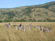 Zebras in Southafrica