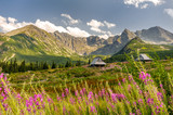 Fototapeta Kwiaty - Polish Tatra mountains Hala Gąsienicowa