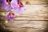 Fototapeta Storczyk - Orchid flower.