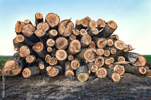 Fotografia Big pile of logs lying in a field