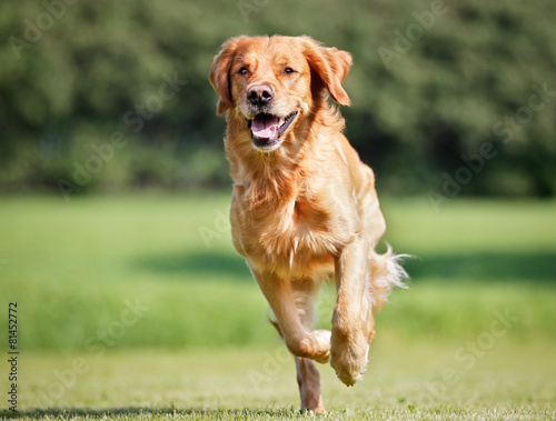 Dekoracja na wymiar  golden-retriever-pies