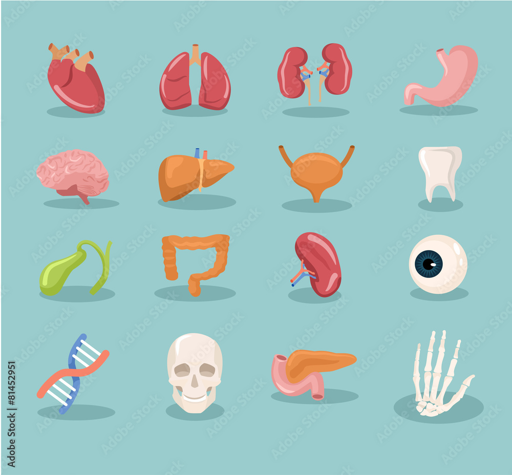 Vector internal organs cartoon icon set Stock Vector | Adobe Stock