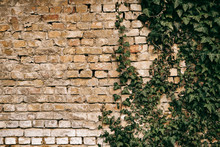 Brick Wall With Green Ivy Background