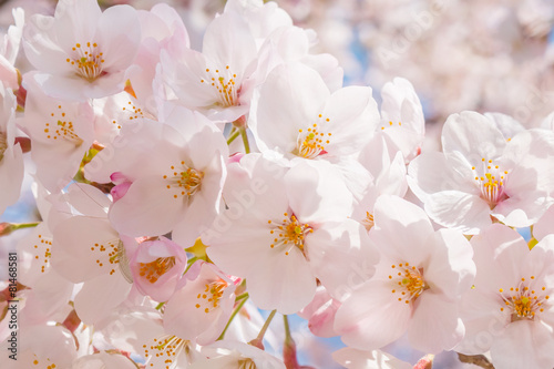 日本の満開の桜 壁紙や背景用にjapanese Cherry Blossoms Full Bloom Buy This Stock Photo And Explore Similar Images At Adobe Stock Adobe Stock