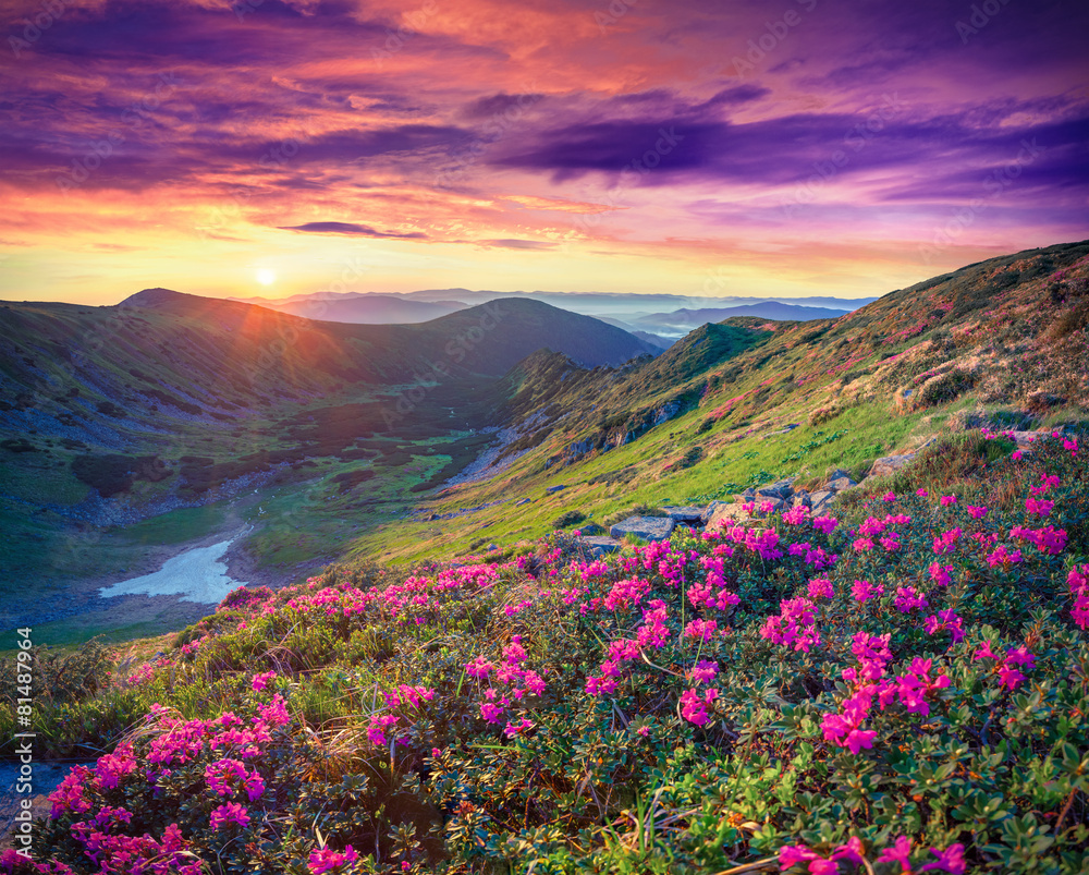 rozowe-kwiaty-rododendronow-w-gorach-o-wschodzie-slonca