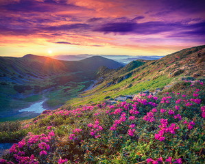 Wall Mural - pink rhododendron flowers in the mountains at sunrise