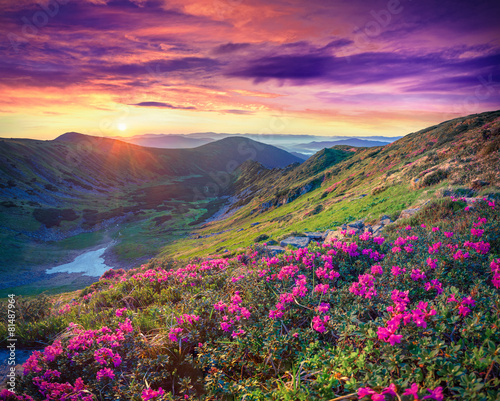 Fototapeta na wymiar pink rhododendron flowers in the mountains at sunrise