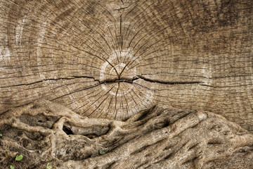 Wood Background