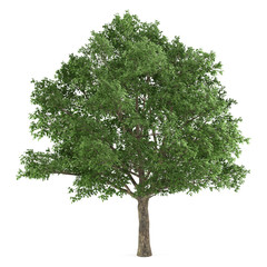 tree isolated. quercus robur