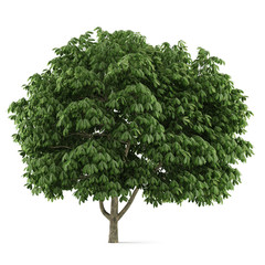 Wall Mural - Tree isolated. Aesculus chestnut