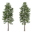 Tree pine isolated. Pinus sylvestris